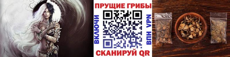 ОМГ ОМГ ссылка  сколько стоит  Кодинск  Псилоцибиновые грибы MAGIC MUSHROOMS 